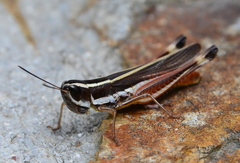 Macrotona