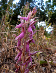Anacamptis sancta