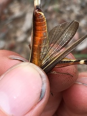 Macrotona