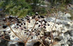 Scaligeria napiformis