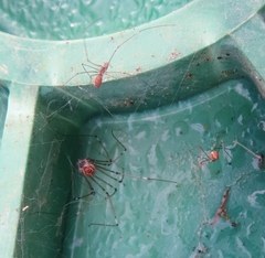 Smeringopus pallidus