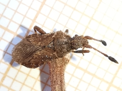 Strobilotoma typhaecornis