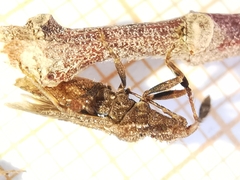 Strobilotoma typhaecornis