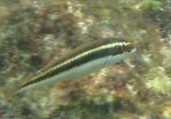 Halichoeres maculipinna