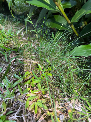 Festuca rubra observed 2026-05-22