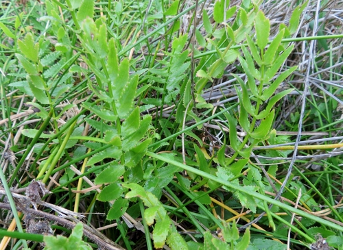 Image of Berula thunbergii by (c) linkie, some rights reserved (CC BY)