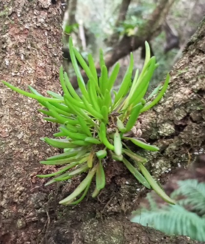 Acianthera sonderiana, photograph 4
