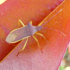 Gonocerus insidiator