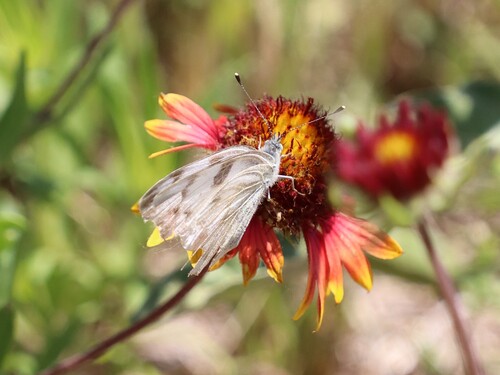 Checkered White