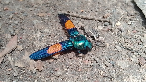 Strigoptera bimaculata