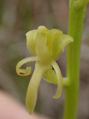 Liparis habenarina