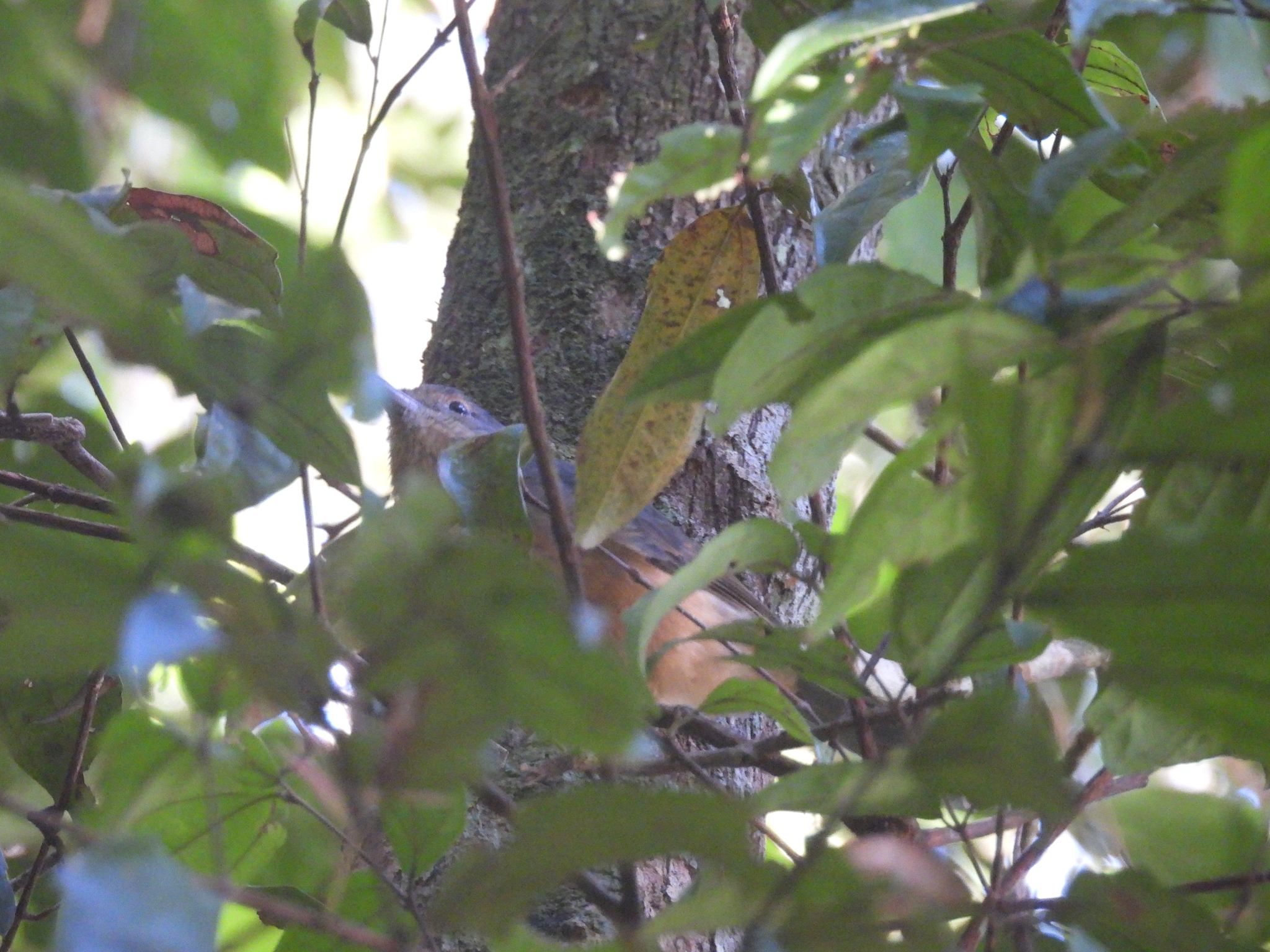 Bower's Shrikethrush (Colluricincla boweri), photo 7