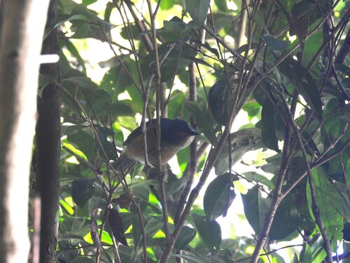 Bower's Shrikethrush (Colluricincla boweri), photo 2