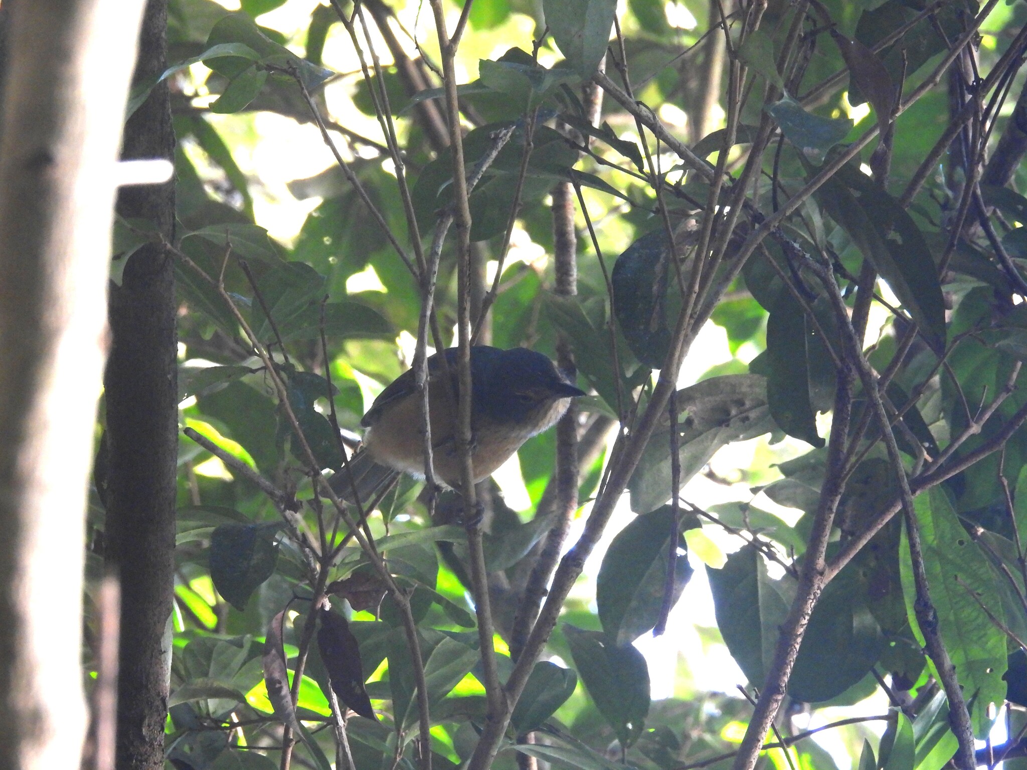 Bower's Shrikethrush (Colluricincla boweri), photo 2