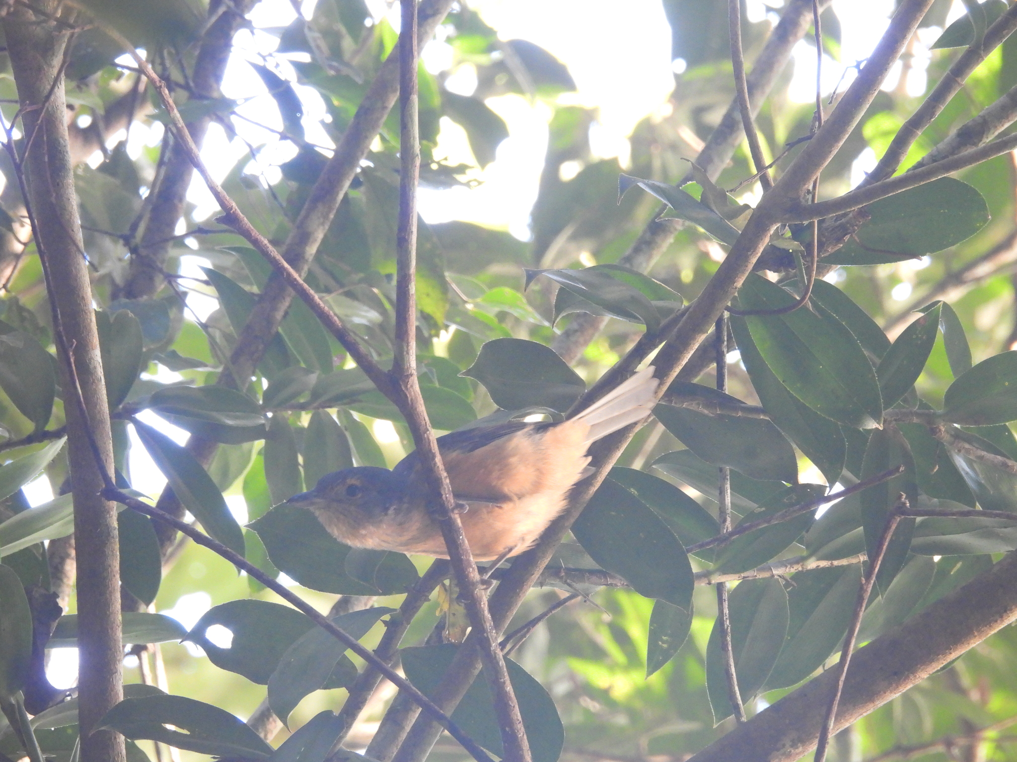 Bower's Shrikethrush (Colluricincla boweri), photo 6