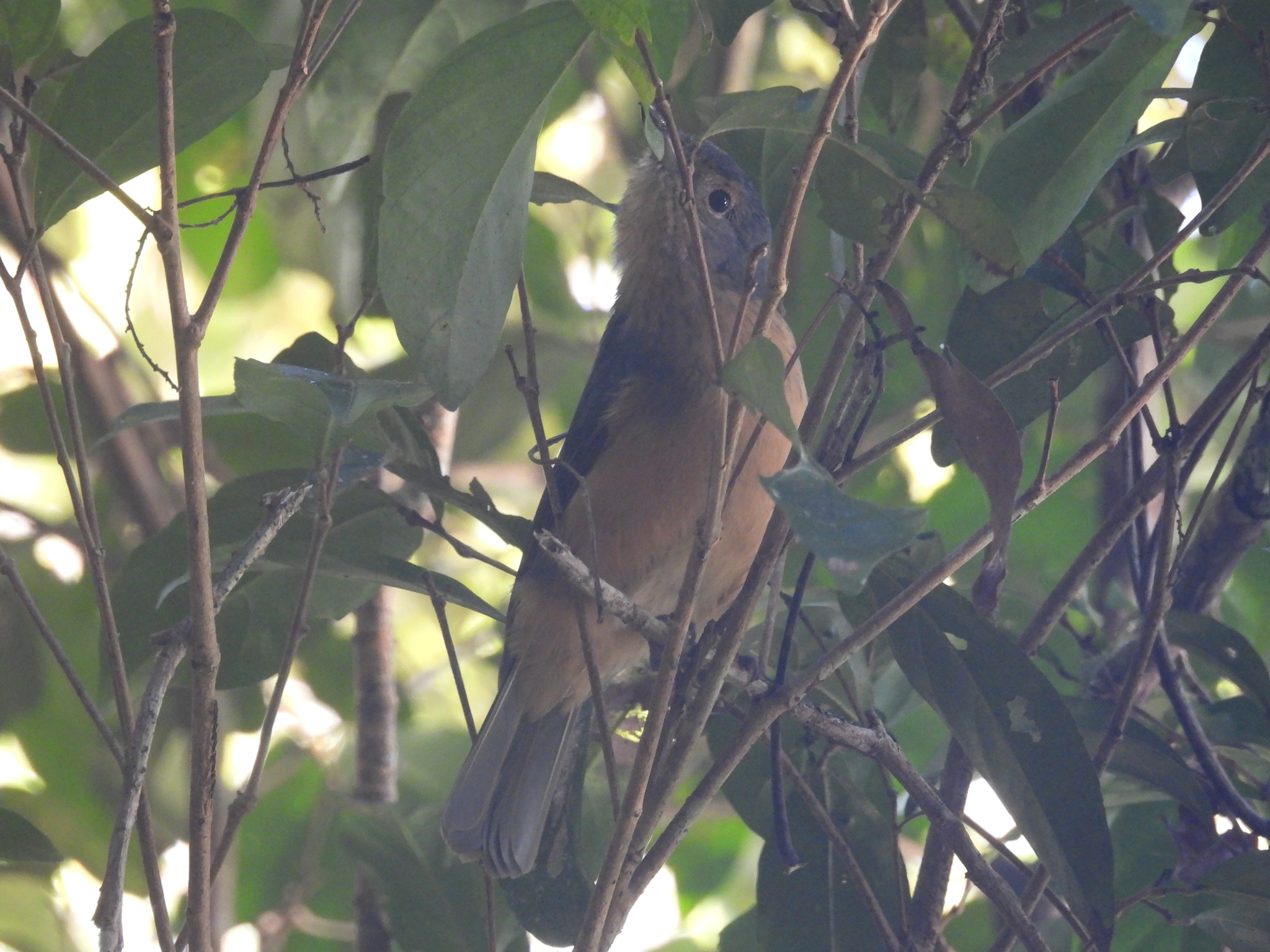Bower's Shrikethrush (Colluricincla boweri), photo 1
