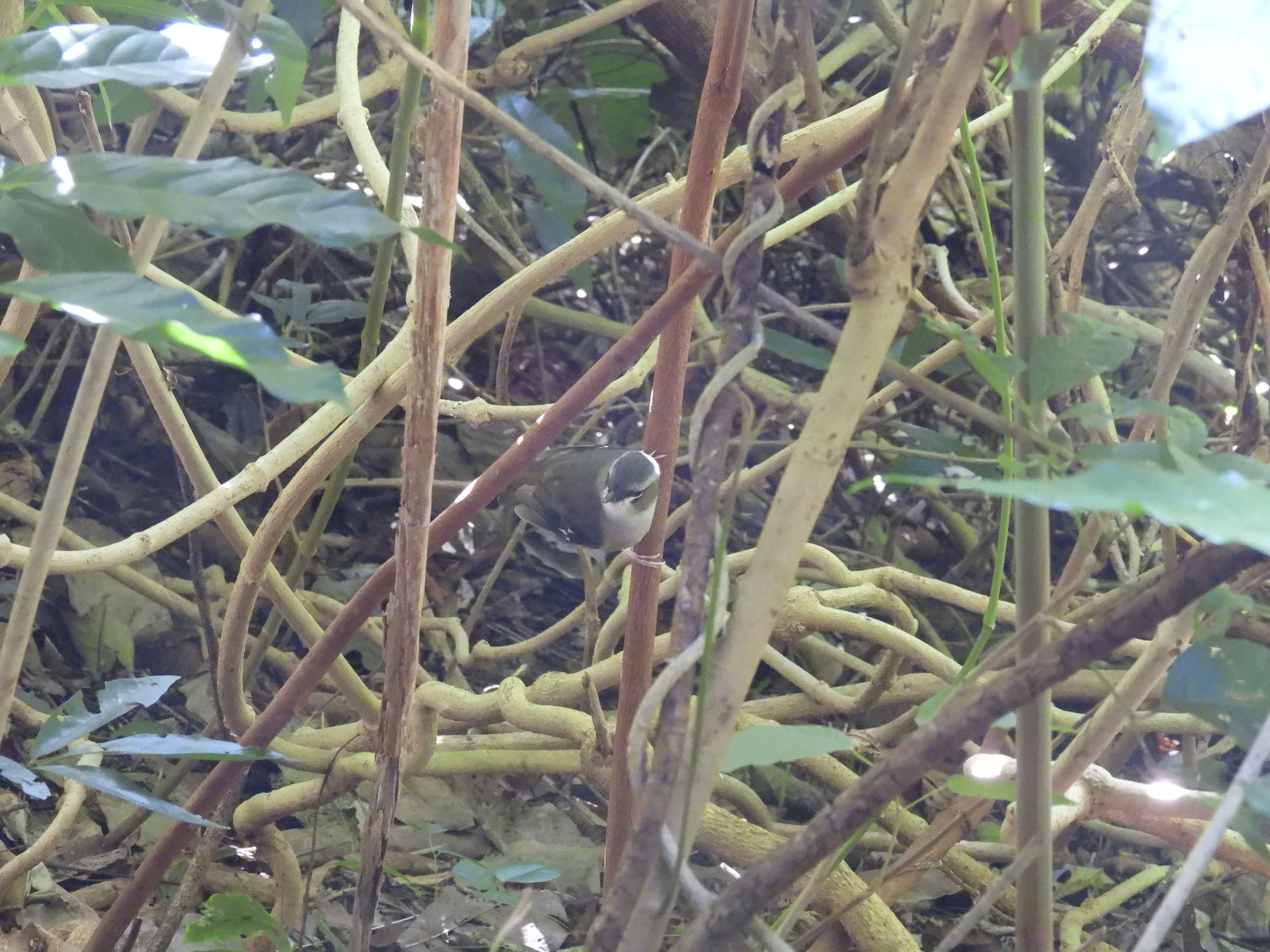Grey-headed Robin (Heteromyias cinereifrons), photo 10