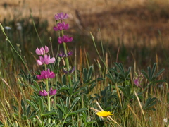 Lupinus hispanicus