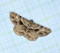 Psilalcis galsworthyi