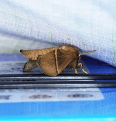 Quasithosea obliquistriga