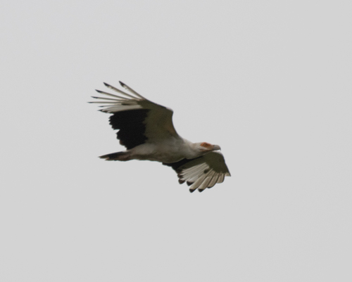 Palm-nut Vulture