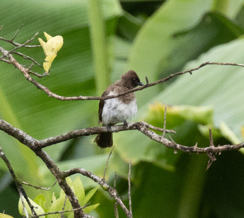 Common Bulbul