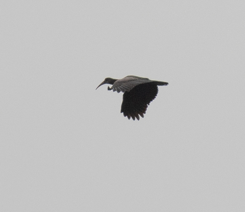 Olive Ibis (Bostrychia olivacea)