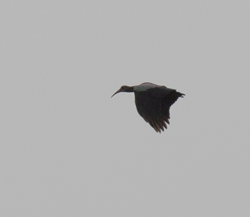 Olive Ibis (Bostrychia olivacea), photo 2
