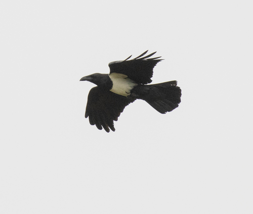 Pied Crow