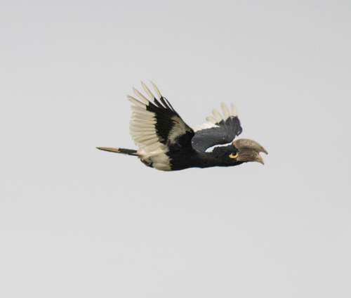 White-thighed Hornbill