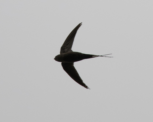 African Palm Swift