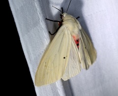 Spilarctia subcarnea