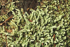Cladonia rigida