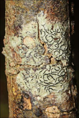 Halegrapha mucronata