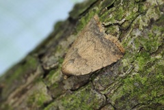 Anachrostis