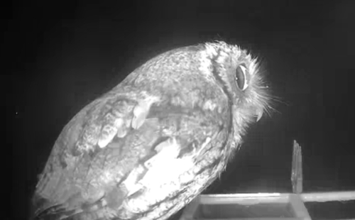 Eastern Screech-Owl