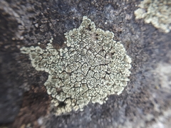 Lecanora intricata