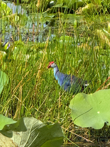 Gray-headed Swamphen