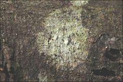 Pertusaria pertractata