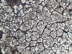 Lecanora intricata