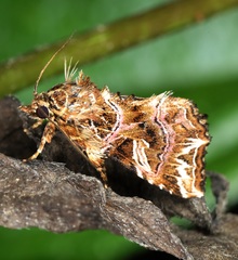 Callopistria exotica
