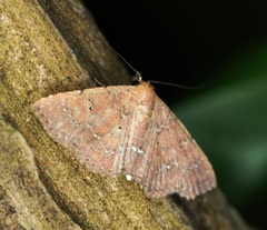 Cerynea punctilinealis