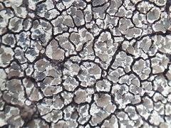 Lecanora intricata