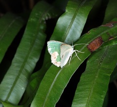 Eucyclodes albisparsa