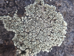 Lecanora intricata
