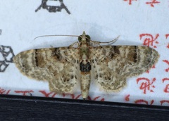 Gymnoscelis admixtaria