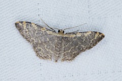 Idaea costiguttata