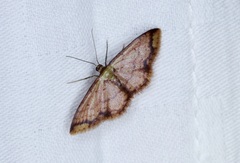 Idaea impexa