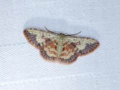 Idaea vacillata