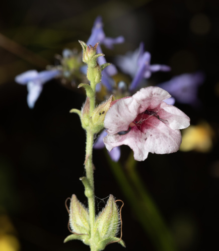 Centranthera hispida observed 2026-04-26